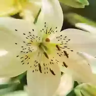 Sweet Surrender
